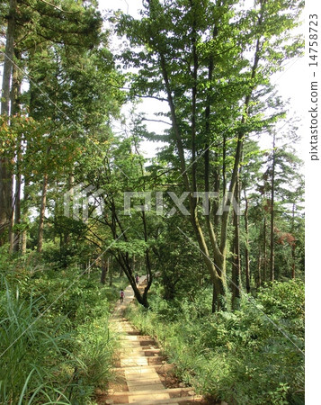 東京Takao的維護良好的攀登路徑 東京Takao的維護良好的攀登路徑 14758723