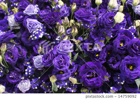 紫色的玫瑰 14759092