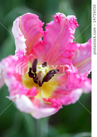 桃紅色鬱金香花雌蕊和雄芯花蕊 桃紅色鬱金香花雌蕊和雄芯花蕊 14759350