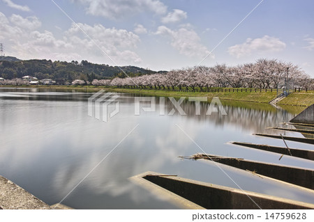 Tachioka Nature Park 900 scenery nationwide cherry blossoms 14759628