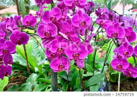 Pink orchids in the garden Pink orchids in the garden 14759719