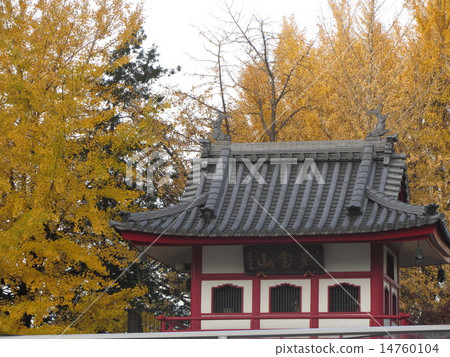 Autumn leaves of ginkgo biloba (Nakano-zakamagami) 14760104