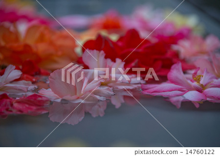 Begonia floating in water 14760122