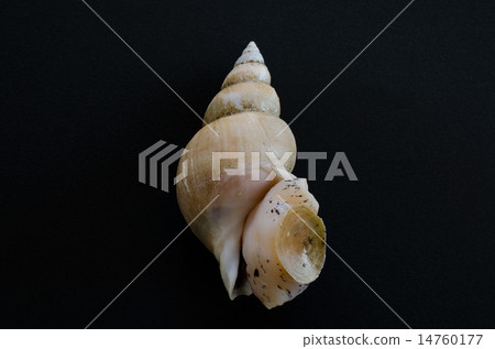 White bear shellfish 14760177