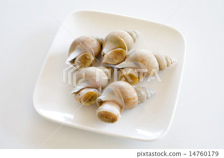 图库照片: 单壳软体动物壳 日本东风螺 外壳