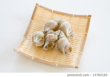 White bear shellfish 14760180