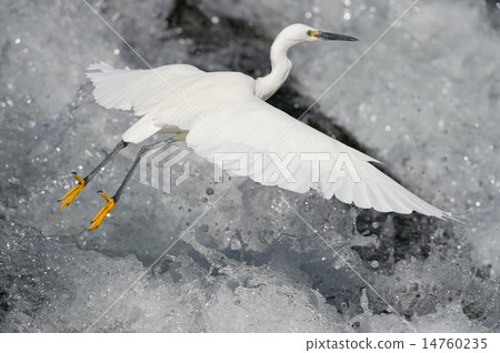 飛Kosagi - 白鷺屬garzetta 飛Kosagi - 白鷺屬garzetta 14760235