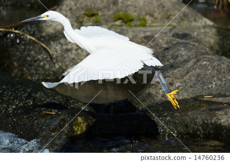 飛Kosagi - 白鷺屬garzetta 飛Kosagi - 白鷺屬garzetta 14760236