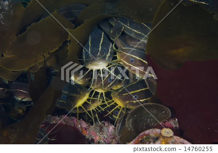 Gonzui - Plotosus lineatus 14760255