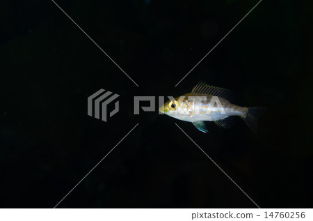 Itufu-fuki - Lethrinus genivittatus 14760256