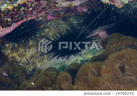 Murasaki Sea urchin - Anthocidaris crassispina 14760258