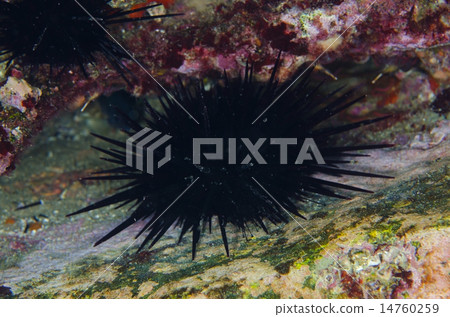 Murasaki Sea urchin - Anthocidaris crassispina 14760259