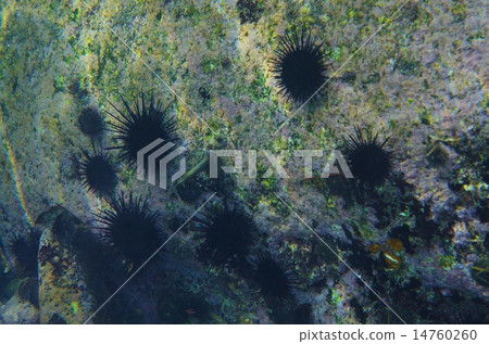 Murasaki Sea urchin - Anthocidaris crassispina 14760260