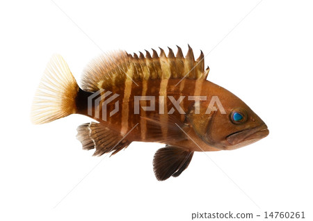 Mahata-Epinephelus septemfasciatus 14760261