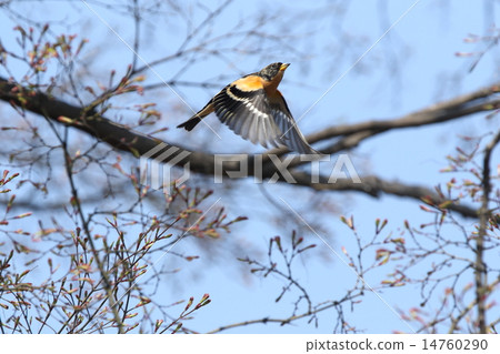 Creatures birds Atri, male flight ① 14760290