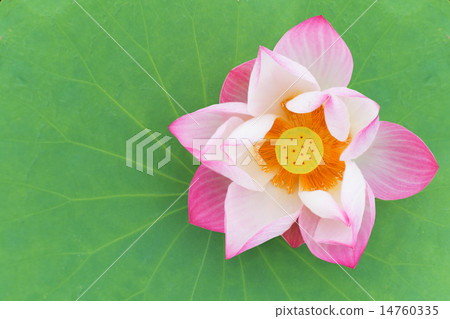 Lotus on leaf Lotus on leaf 14760335