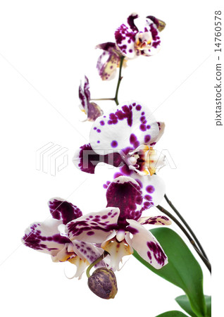 polka dot Phalaenopsis orchid polka dot Phalaenopsis orchid 14760578