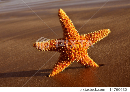 seastar on the shore of a beach seastar on the shore of a beach 14760680