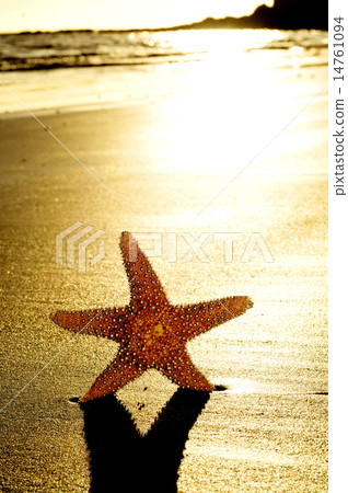 seastar on the shore of a beach seastar on the shore of a beach 14761094