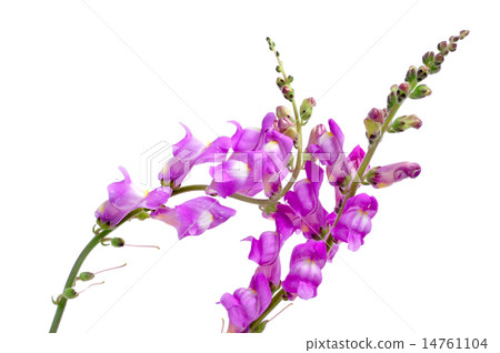 violet snapdragon 14761104