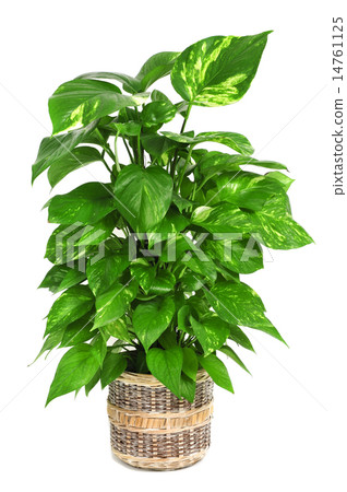 Epipremnum aureum plant Epipremnum aureum plant 14761125