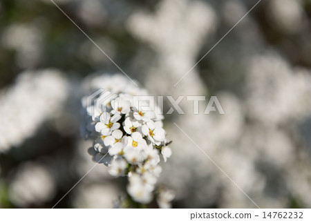 Yukiyanagi盛開 14762232