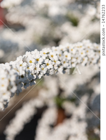 Yukiyanagi拱 14762233