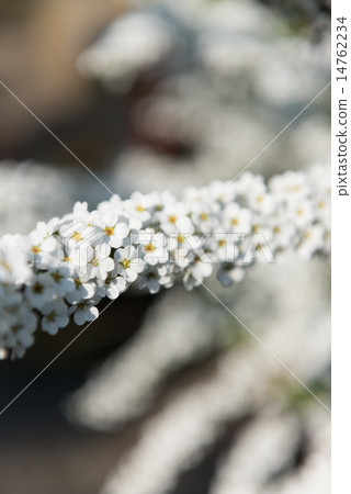 Yukiyanagi開花，好像雙腿伸展開來 14762234