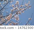  Cherry blossoms and blue sky 14762300