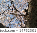 Cherry blossoms and buds 14762301