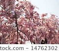 Cherry Blossoms	 14762302