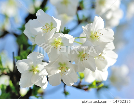 Cherry Blossoms Cherry Blossoms 14762355