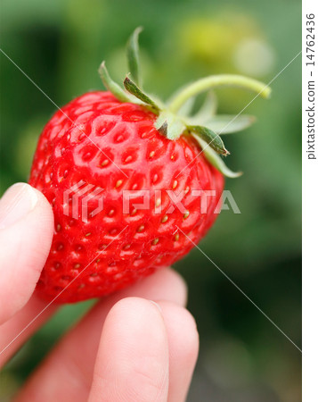 Strawberry  14762436