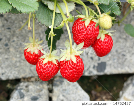 草莓 14762437