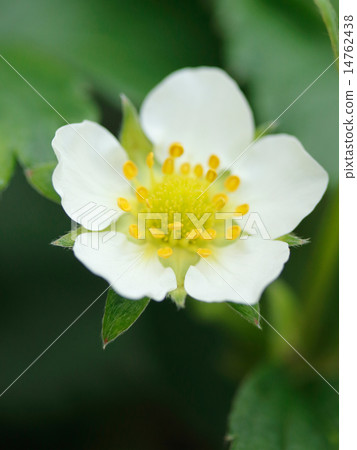 草莓花 14762438