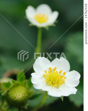 草莓花 14762439