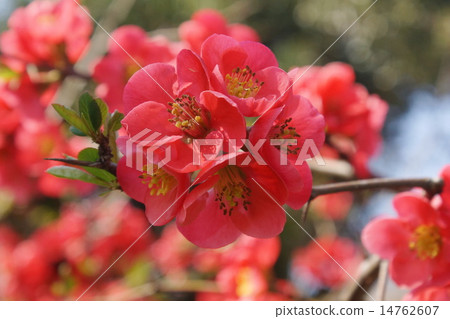 Bokea Flower 03 14762607