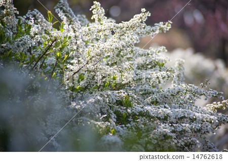 Snow Yanagi 14762618