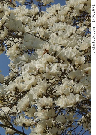 Magnoliia 01 Magnoliia 01 14762671