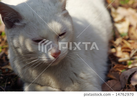 White cat 14762970