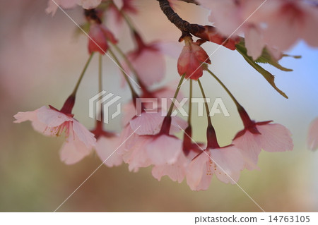 Naturally occurring plants Shizzikanzakura, things with cross-species of cherry-blossoms and Oshima cherry. Dense color is beautiful ② 14763105