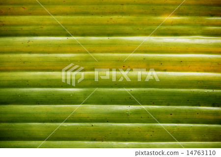 banana leaf pattern for the background banana leaf pattern for the background 14763110