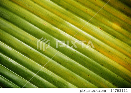 banana leaf pattern for the background 14763111