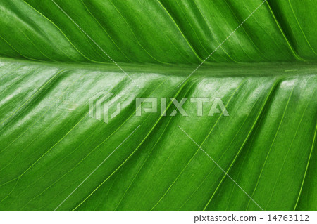 The texture and pattern of green leaf for the back The texture and pattern of green leaf for the back 14763112