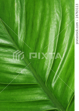 The texture and pattern of green leaf for the back The texture and pattern of green leaf for the back 14763113