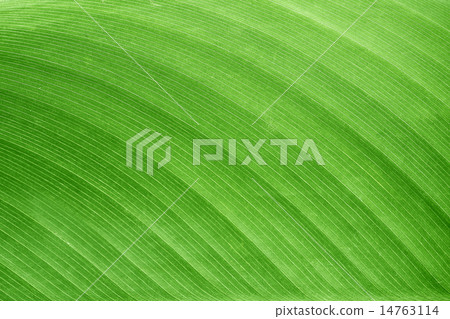 The texture and pattern of green leaf for the back 14763114