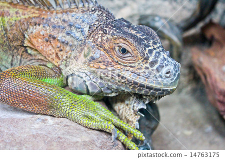 Iguana Iguana 14763175