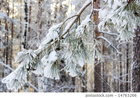Snow covered pine branch Snow covered pine branch 14763266