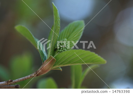 Natural plants goige, buds came out. It smells like sesame when we leave a leaf ① Natural plants goige, buds came out. It smells like sesame when we leave a leaf ① 14763398