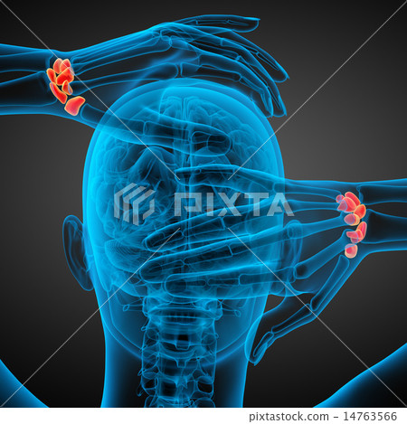 3d rendered illustration of the human carpal bones 3d rendered illustration of the human carpal bones 14763566